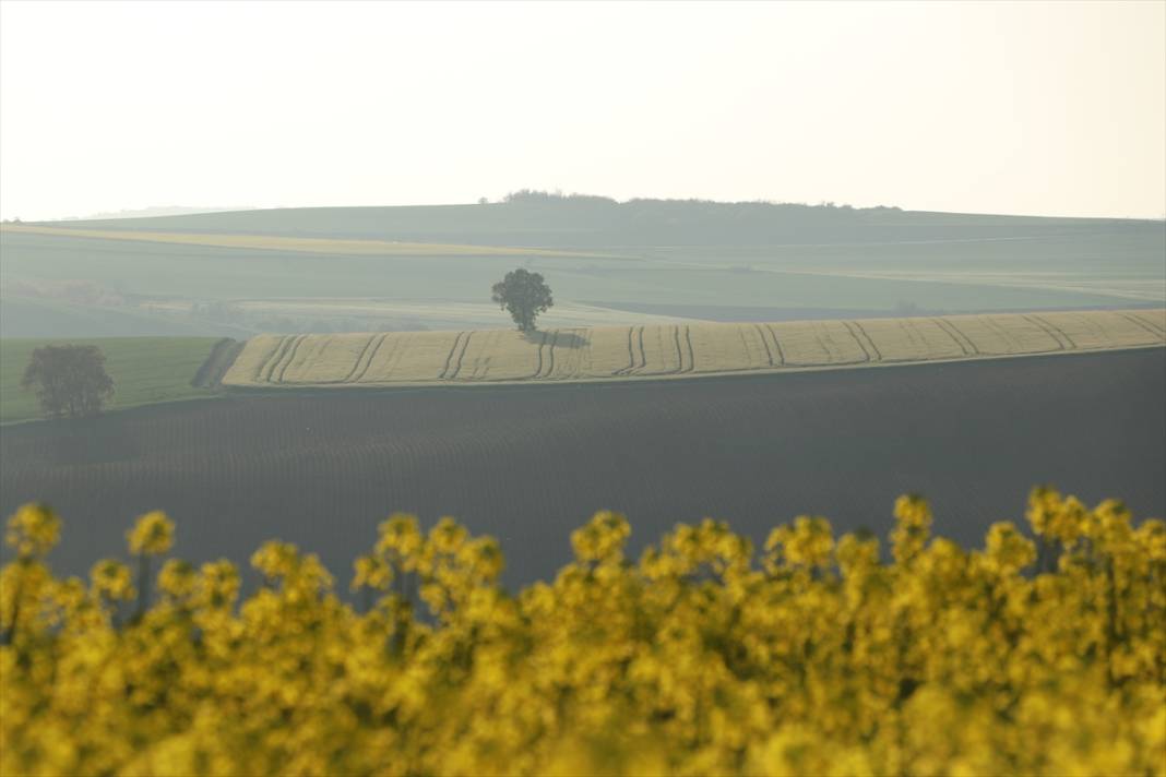 Kanola şöleni! Fotoğraf tutkunlarının yeni rotası burası oldu 8